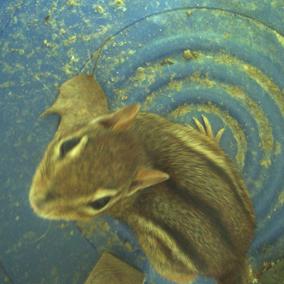 Blendon Woods was the lucky recipient of a wildlife camera trap from Ohio Partners in Amphibian and Reptile Conservation! The camera allows us to get a quick look into their lives without putting them through the stress of capture 🐁 

#cbusmetroparks