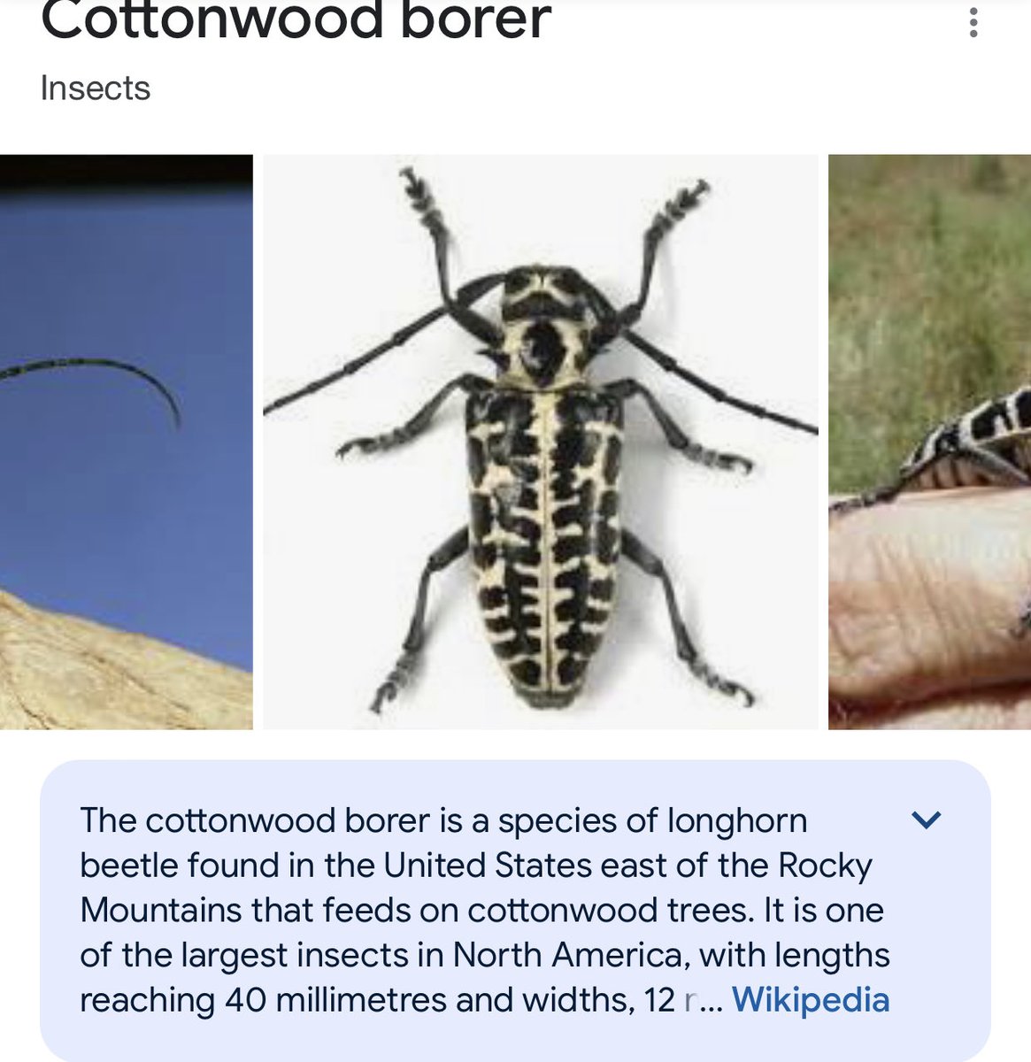 MoeThompson2's tweet photo. @UmmHafi I was going to guess “Dalmatian Beetle” or heebeegeebee get me out of here! 😂 Decided to Google &amp; see what I might find. Looks like a Cottonwood Borer. https://t.co/vSvuUJN727