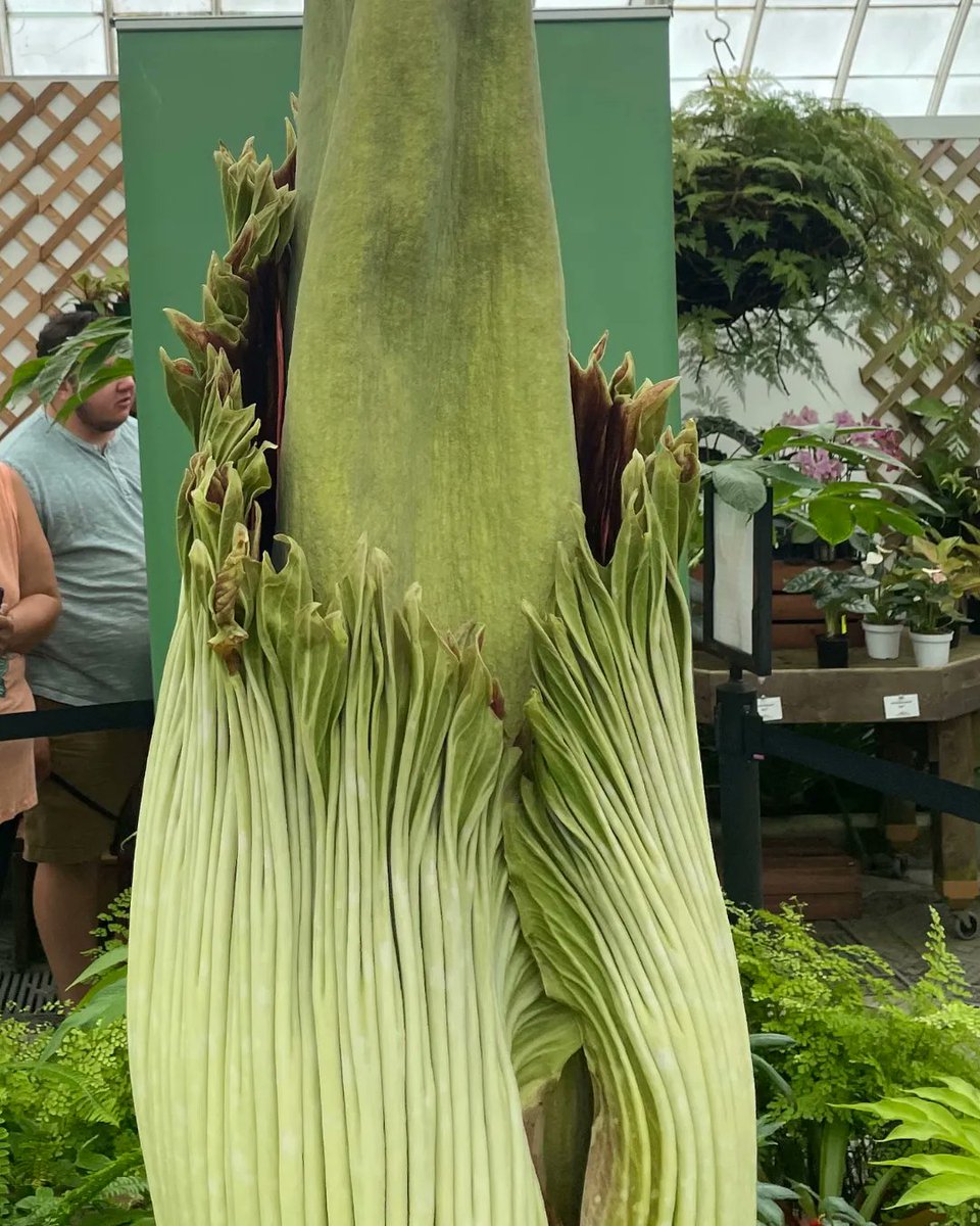 IT'S HAPPENING! Scarlet the Corpse Flower is blooming tonight at the Conservatory of Flowers! Join us tonight 5-9:30pm (last entry 9pm) for a special ticketed after-hours program. Tickets must be purchased on site. Learn more and watch our livestream at buff.ly/3COTghi