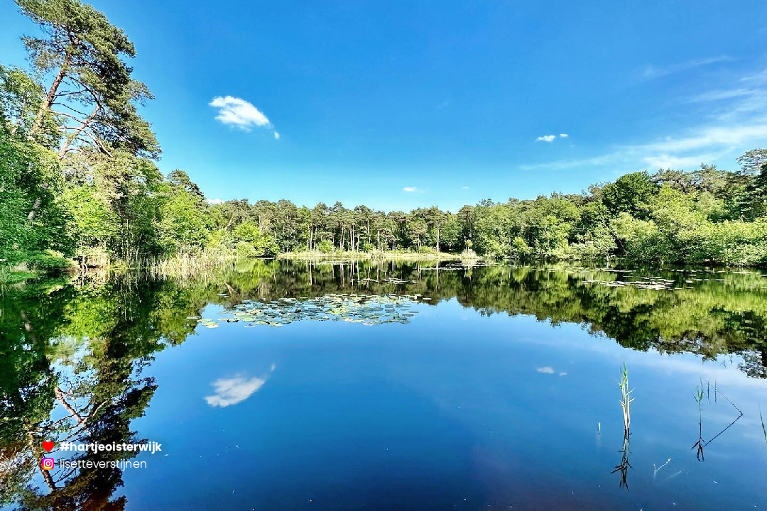📷 Foto: Lisette Verstijnen
🔎 instagram.com/lisetteverstij…
♥ 𝗭𝗲𝗹𝗳 𝗲𝗲𝗻 𝗺𝗼𝗼𝗶𝗲 𝗳𝗼𝘁𝗼? 𝗚𝗲𝗯𝗿𝘂𝗶𝗸 #hartjeoisterwijk

-
#nature #visitbrabant #wandelen #noordbrabantdichterbij #oisterwijksebossenenvennen #noordbrabant #oisterwijk #netherlands #naturephotography