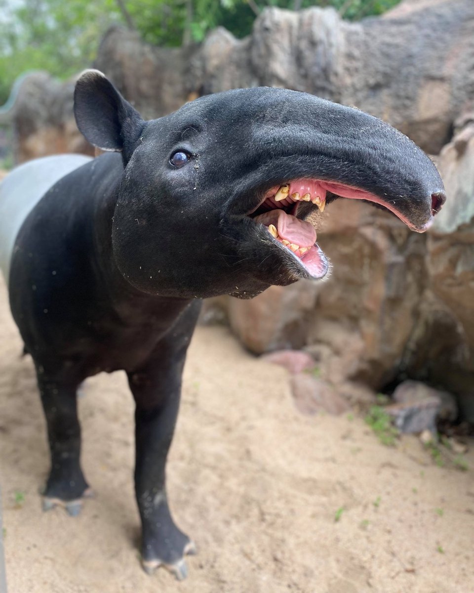 DenverZoo's tweet photo. Work it, Rinny! 📸 This Endangered Malayan tapir and social media superstar is celebrating her sweet 16 today with lots of tasty treats and extra love from her animal care specialists. Happy Birthday, Rinny! 🖤 🤍 🖤 

Photo Credit: Animal Care Specialist Caitlin J. https://t.co/QRUbovpTsl
