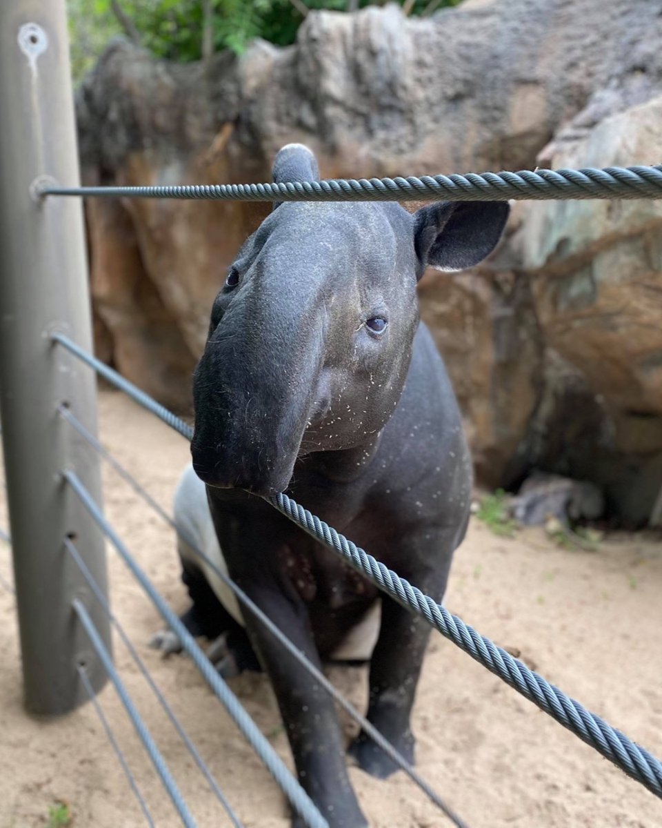 DenverZoo's tweet photo. Work it, Rinny! 📸 This Endangered Malayan tapir and social media superstar is celebrating her sweet 16 today with lots of tasty treats and extra love from her animal care specialists. Happy Birthday, Rinny! 🖤 🤍 🖤 

Photo Credit: Animal Care Specialist Caitlin J. https://t.co/QRUbovpTsl