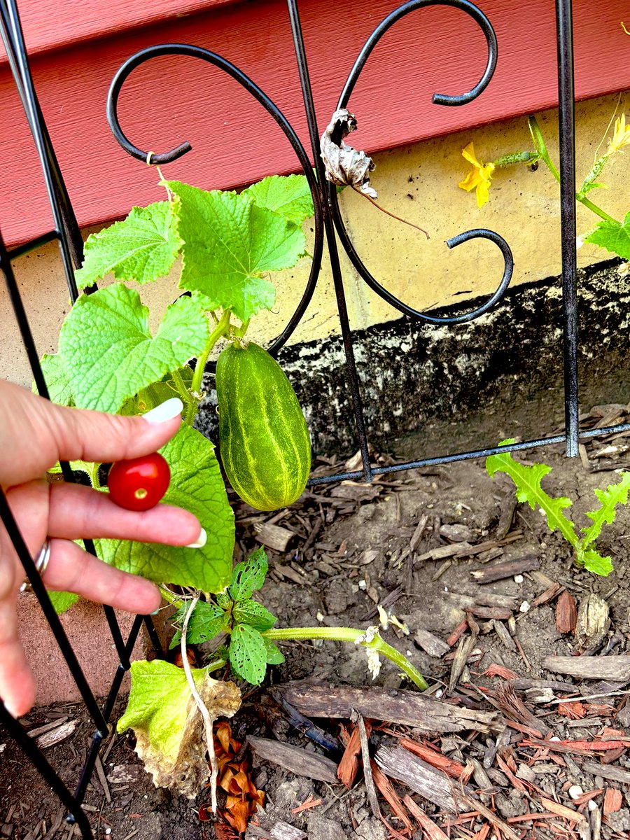 Gina Schuyler tweet media