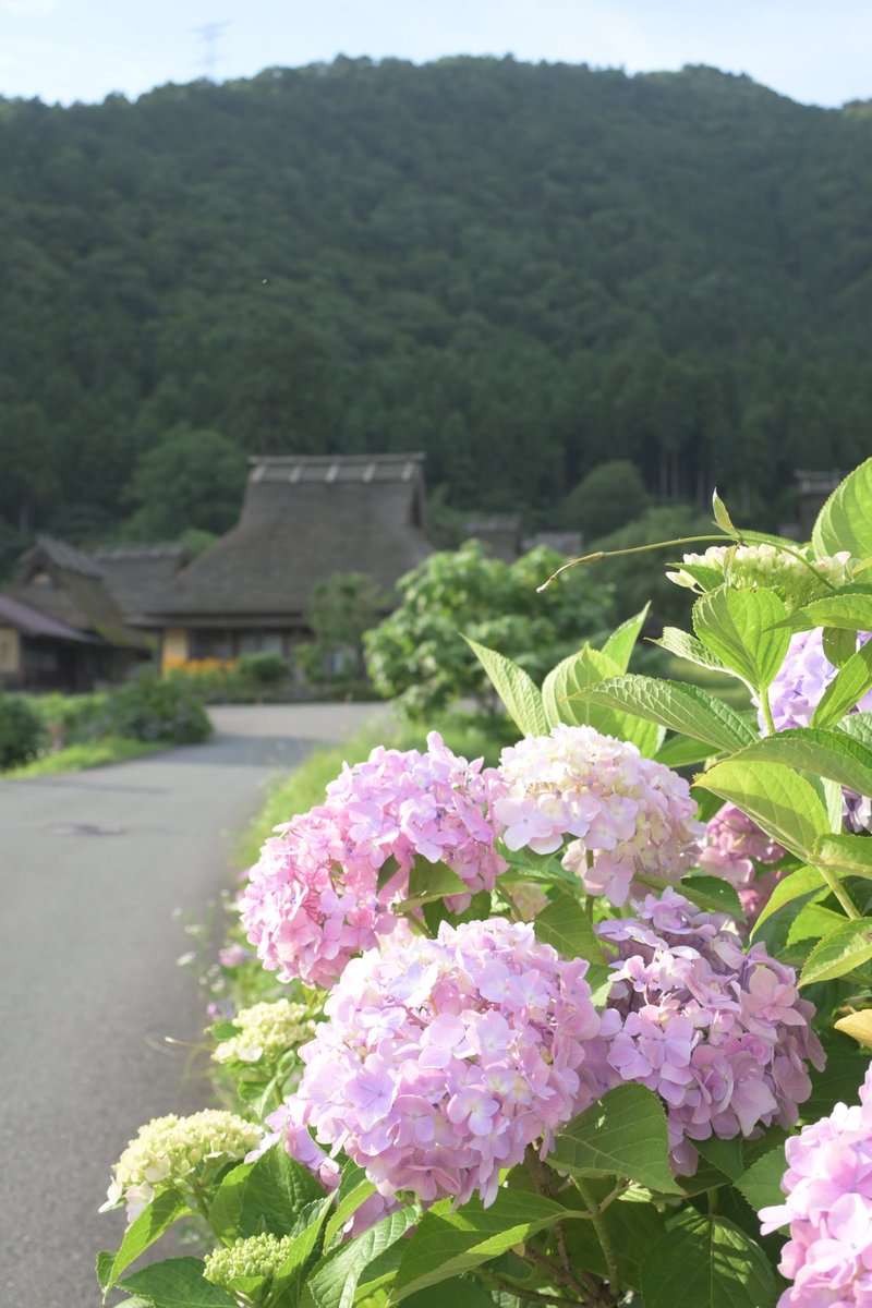 茅葺き屋根と紫陽花

#Z30 #vlogwithnikon