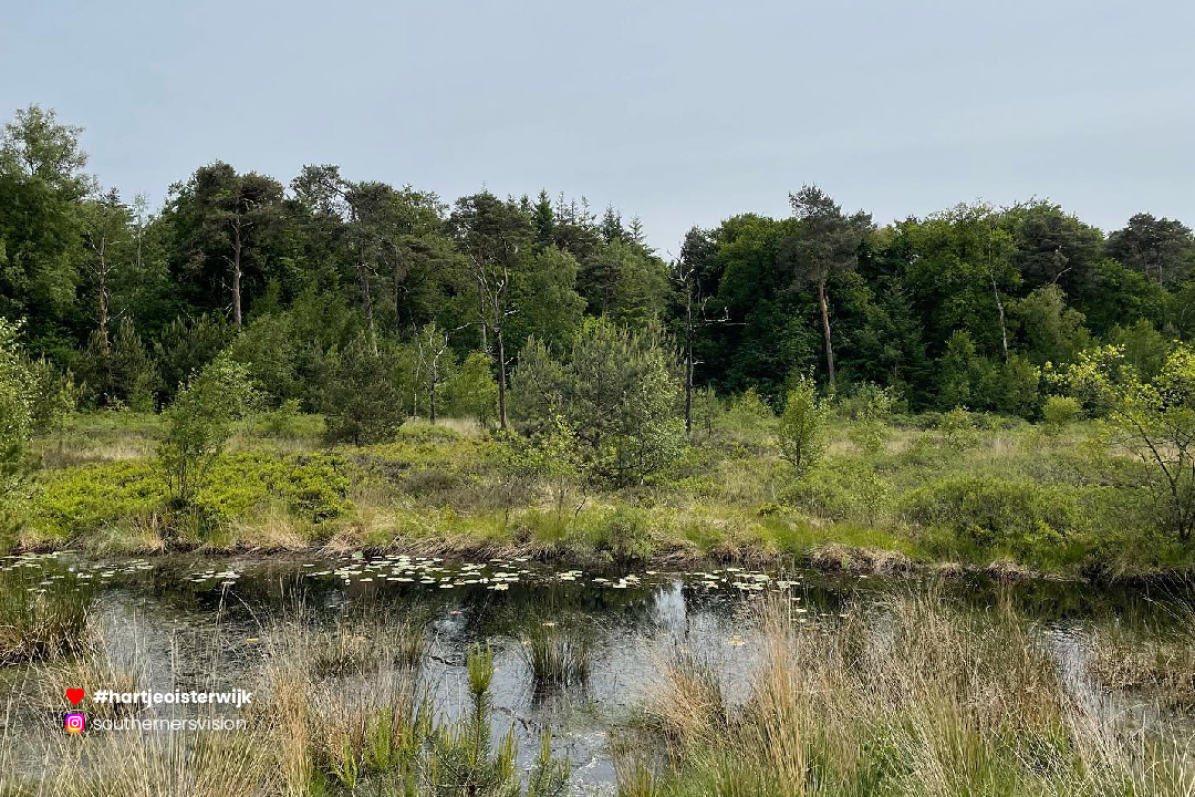 📷 Foto: Martijn Schilders
🔎 instagram.com/southernersvis…
♥ 𝗭𝗲𝗹𝗳 𝗲𝗲𝗻 𝗺𝗼𝗼𝗶𝗲 𝗳𝗼𝘁𝗼? 𝗚𝗲𝗯𝗿𝘂𝗶𝗸 #hartjeoisterwijk

-
#nature #noordbrabant #noordbrabantdichterbij #oisterwijk #visitnetherlands #naturephotography #wandelen #netherlands #oisterwijksebossenenvennen