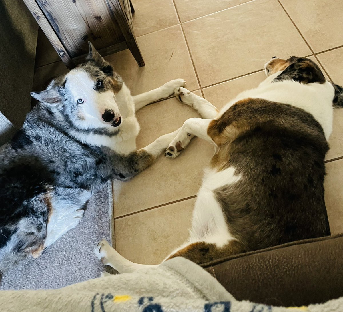 benderteaches's tweet photo. Frodo is pleased. Ginny is an indifferent potato. #TouchingYou #TouchingMe #SweetCaroline #BAABAABAAAAAA https://t.co/XbYzpnffjC