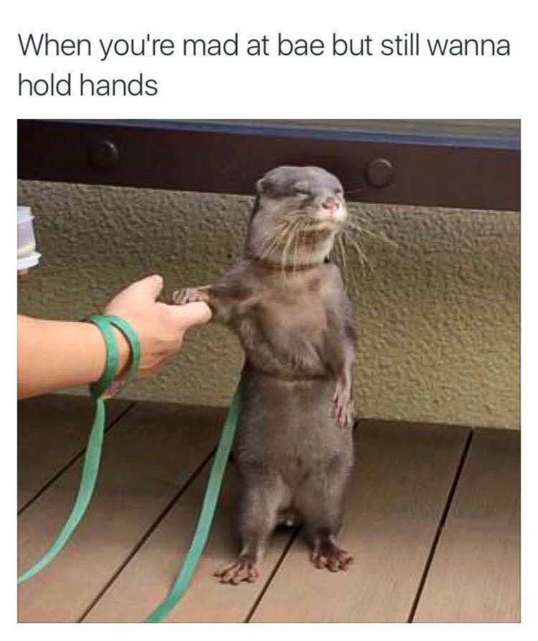 benderteaches's tweet photo. Frodo is pleased. Ginny is an indifferent potato. #TouchingYou #TouchingMe #SweetCaroline #BAABAABAAAAAA https://t.co/XbYzpnffjC