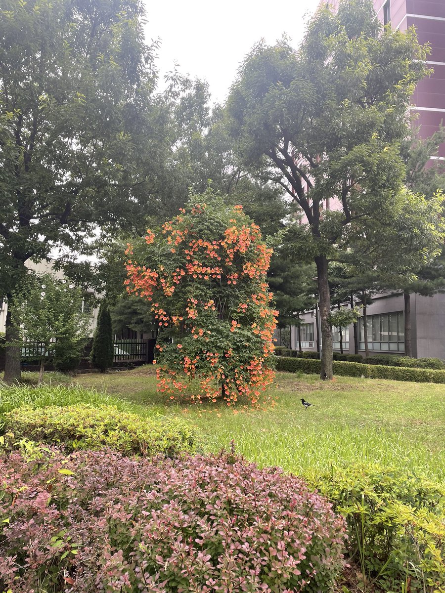 능소화의 계절. 여름이라면 저 능소화만큼은 돼야지.