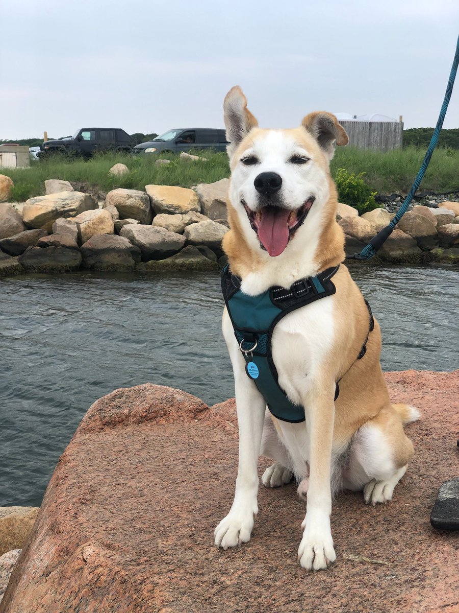 AtlasAdoptedPup's tweet photo. โDoing my post a lil early, but happy #independenceday2023! I got to ride a #boat and chill on the #beach with some fam! Hope all my pals had a good weekend and #holiday too! #dogsoftwitter #DogsOfCapeCod https://t.co/b8y1QfJddW