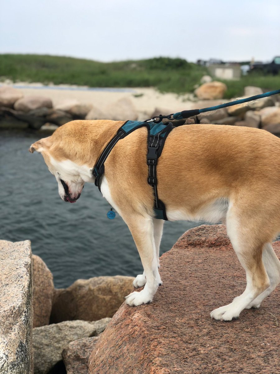 AtlasAdoptedPup's tweet photo. โDoing my post a lil early, but happy #independenceday2023! I got to ride a #boat and chill on the #beach with some fam! Hope all my pals had a good weekend and #holiday too! #dogsoftwitter #DogsOfCapeCod https://t.co/b8y1QfJddW