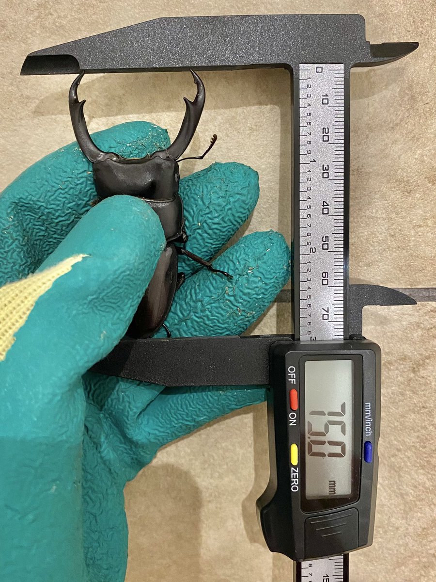 だいすけ tweet media