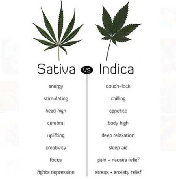 AI_CLIPs_Daily's tweet photo. Sativa vs Indica https://t.co/JvD2guOP0a