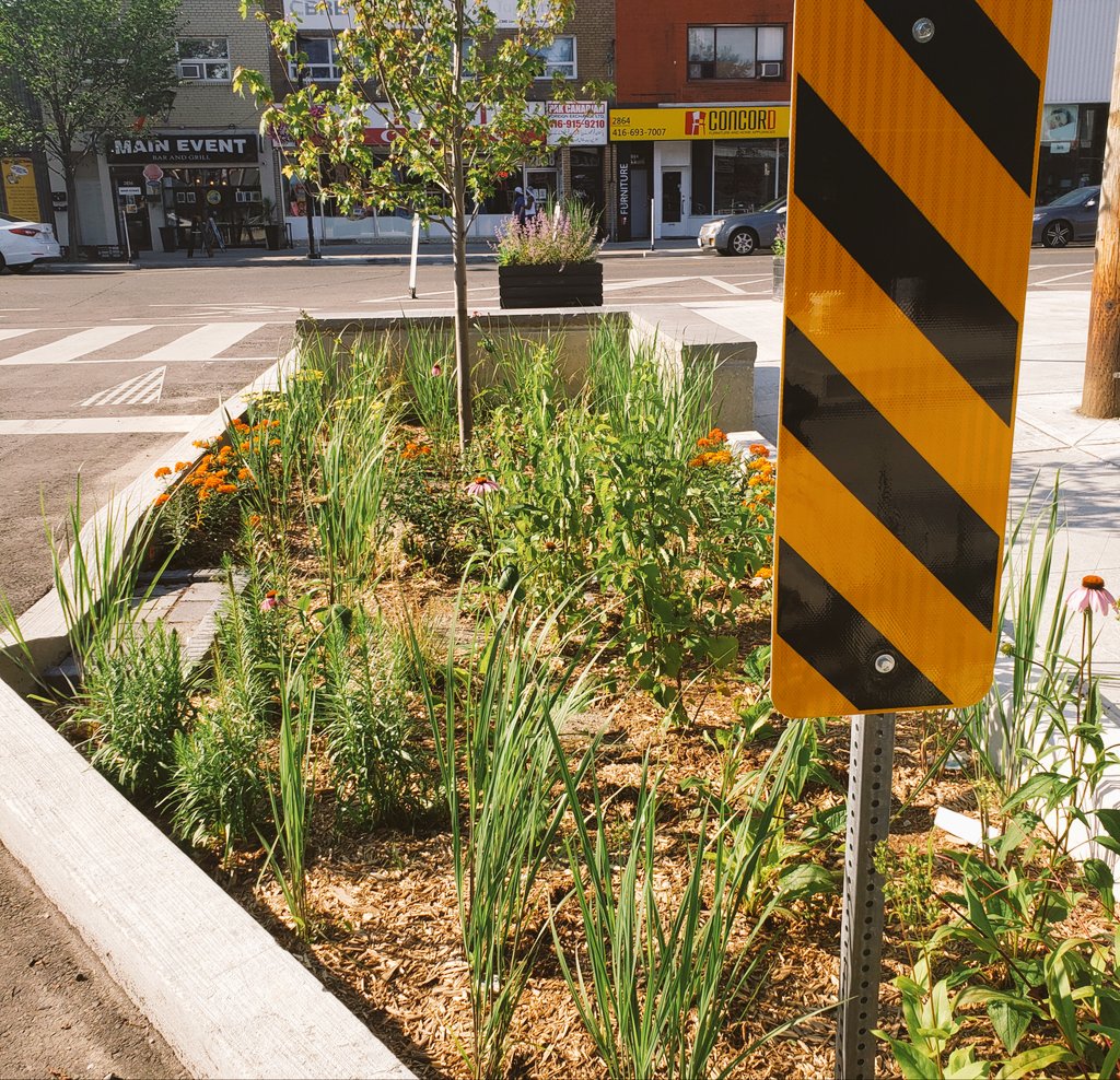Observer4life's tweet image. I absolutely loved seeing this upgraded curb space transition to bike lanes in the Danforth/Victoria Park area! The planting of native flowers makes the space come alive. I&apos;m not sure who to credit, but keep it going and growing! #activeto @DanforthVillage @TO_Cycling_Ped
