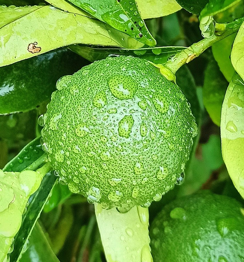 pampolfigo's tweet photo. Quizás los frutos existen simplemente para enseñarnos que todo es cíclico en la Naturaleza.
Florecer, crecer, madurar... para luego volver a renacer. 
Somos los humanos, los únicos que nos obcecamos en vivir de forma lineal, huyendo hacia adelante.
#AguaDeJulio
#CiclosDeVida https://t.co/vYXe2MZqOE