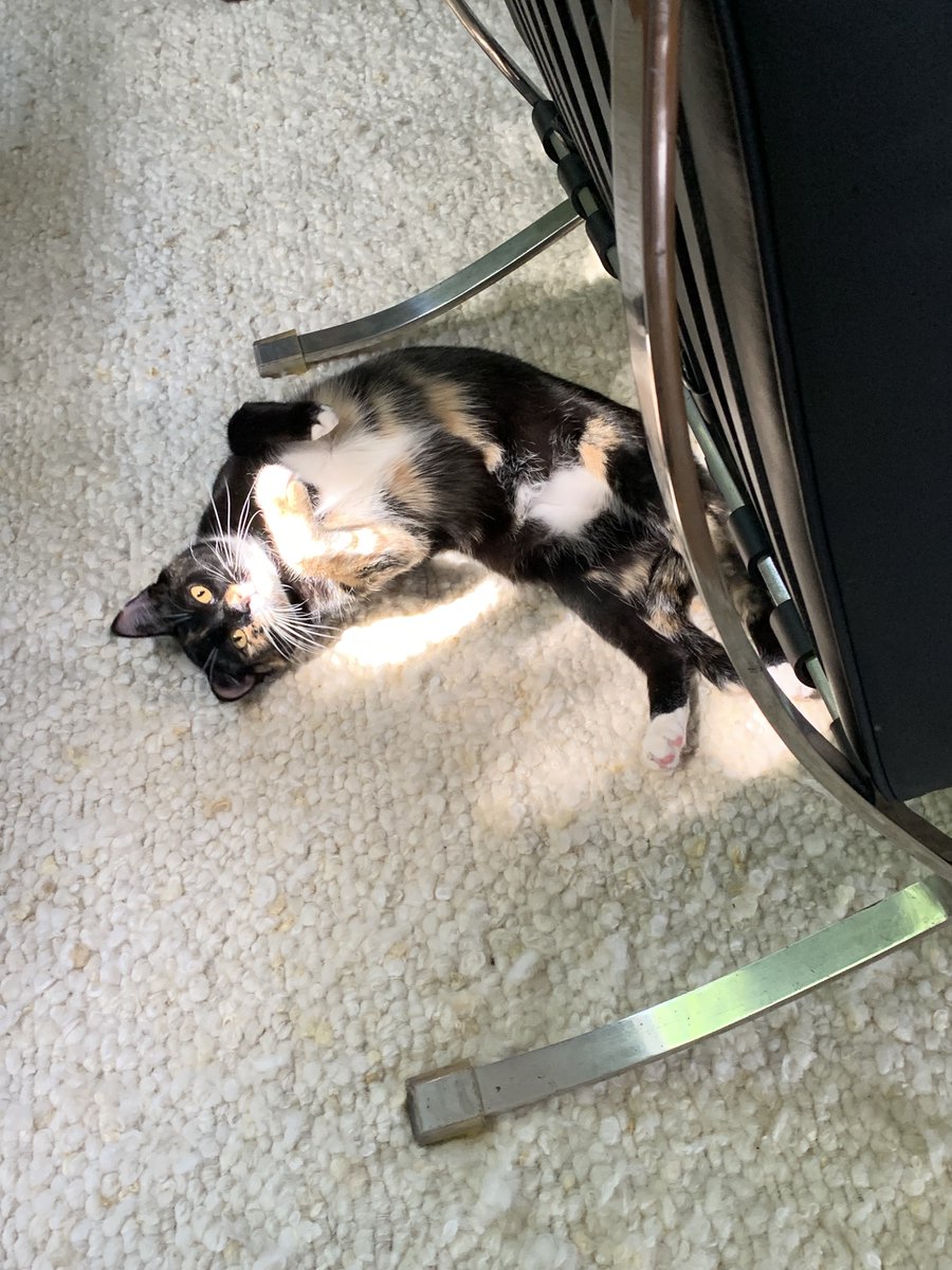 jakeinternet's tweet image. larry check / curly check