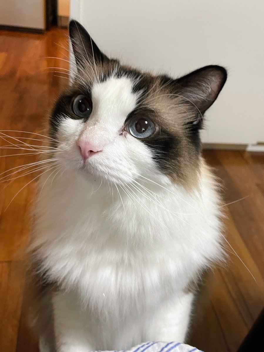 そのチーズって美味しい？🧀

＃猫 #ラグドール 
#食べてみたい #熱い視線