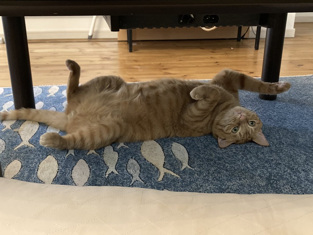 THEねこみたいなポーズしとる