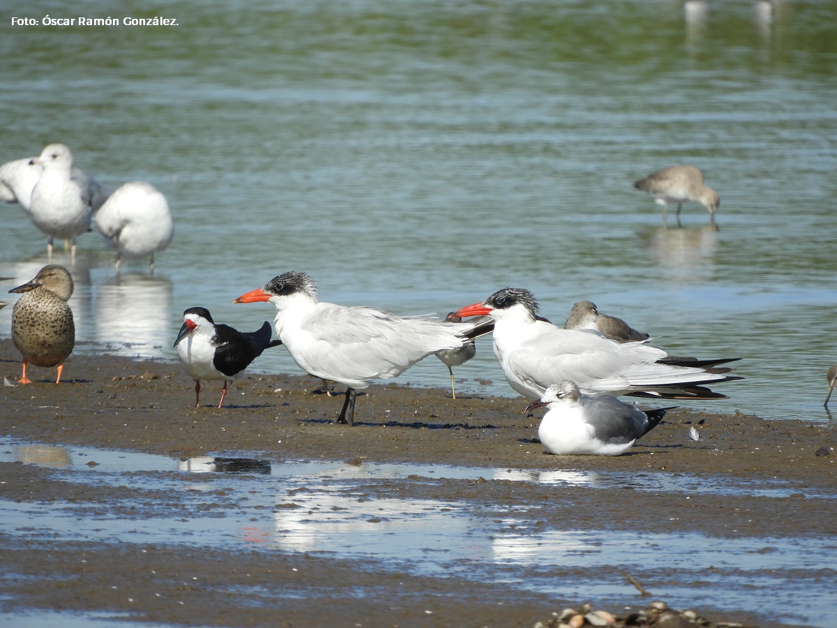La Laguna del Chumbeño, en la Reserva de la Biosfera #MarismasNacionales Nayarit, es un humedal importante de anidación, descanso y alimentación de aves migratorias como:

🔹 Chorlo nevado (Charadrius nivosus)
🔹 Charrán mínimo (Sternula antillarum)

➡️ bit.ly/3PDwIYz 🪶