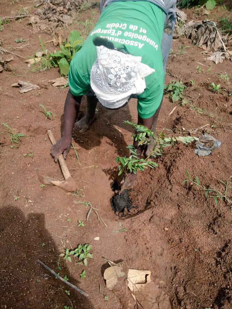 Plus de 350 plants ont été mise en terre dans le cadre du projet de renforcement de capacités des femmes sur les techniques de plaidoirie et sur la biodiversité, un projet mené par <a href="/ACN_Togo/">ACN Togo</a> dans le village de Landa à Kara
#ClimateActionNow
@GreengrantsFund <a href="/AfricaCoalNet/">Africa Coal Network</a>
