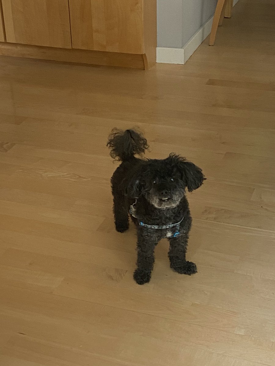 Gnat_X's tweet photo. @Phil_Sledge #TaterTheMaltipoo https://t.co/JDn5UAvEIK