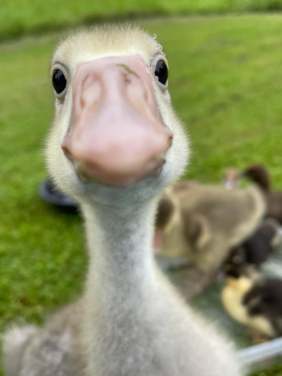 ncpr's tweet photo. Photo of the Day: "This is Ellen at two weeks old, checking out my camera." Photo: Barb Heller
#ncprpotd https://t.co/i0s0wDogc7