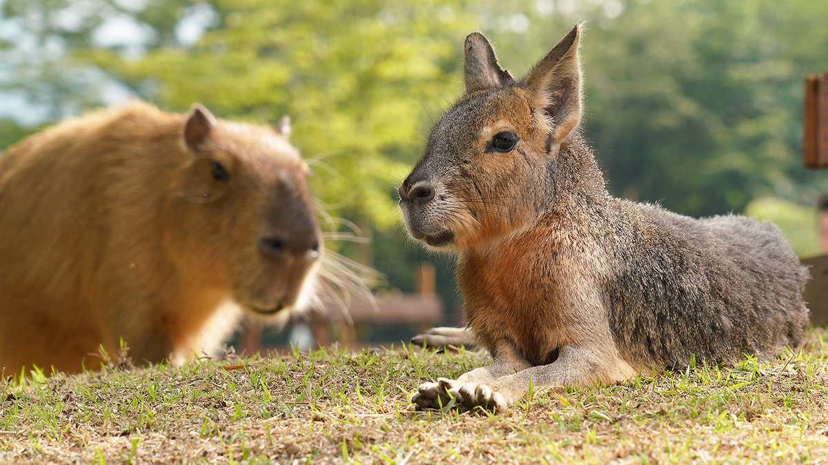 カピバラと、マーラ。 どちらも同じテンジクネズミ科！ 同じエリアで