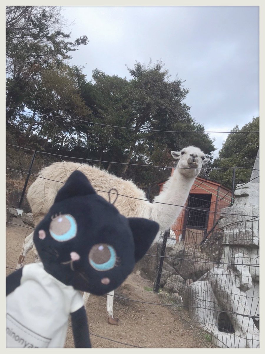 おはようございますニャ🐱🤍⸝⸝⸝

今日はリャマと一緒♪
皆様が今日のお天気と同じくらい晴れやかな1日になりますように🔅🔆

ファイト|•'-'•)و✧

#ぬいぐるみの時間 #ぬい活 #ninonyan