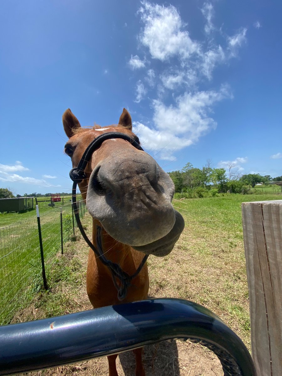 jadeDISGUISE's tweet photo. 🐎 https://t.co/L9OnVxRkWE
