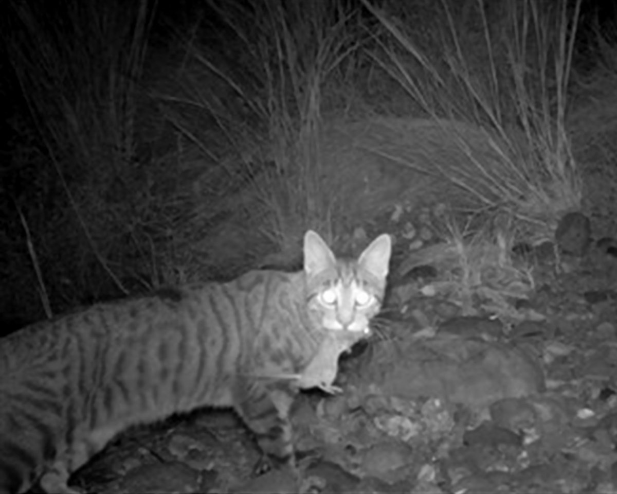 AWLandscapeSA's tweet image. 697 million birds, 510 million reptiles, 1.4 billion mammals and more than 1.1 billion invertebrates. 
That’s how many Australian animals are killed each year by cats and foxes, bringing many species to the brink of extinction.

#wildoz #feral