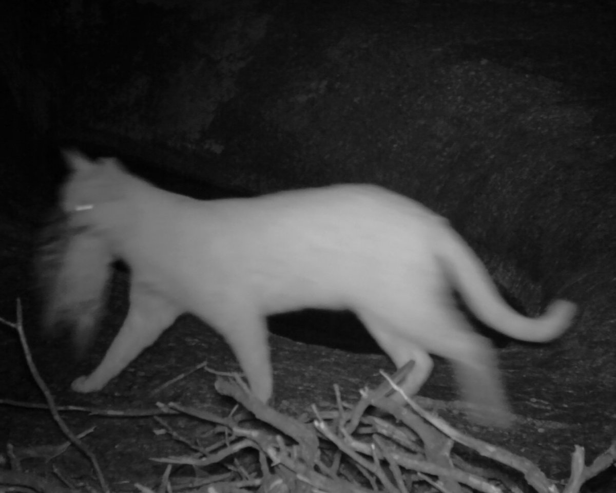 AWLandscapeSA's tweet image. 697 million birds, 510 million reptiles, 1.4 billion mammals and more than 1.1 billion invertebrates. 
That’s how many Australian animals are killed each year by cats and foxes, bringing many species to the brink of extinction.

#wildoz #feral