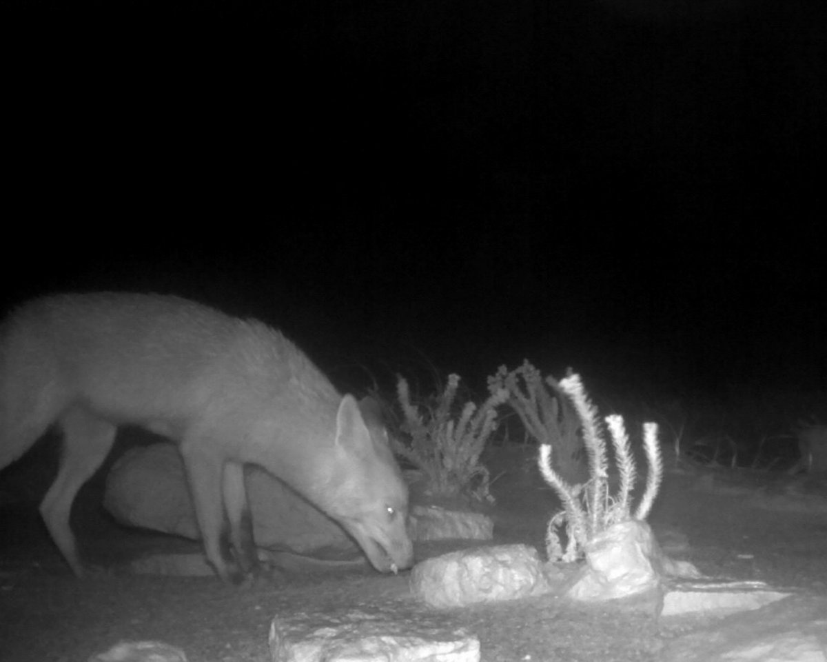 AWLandscapeSA's tweet image. 697 million birds, 510 million reptiles, 1.4 billion mammals and more than 1.1 billion invertebrates. 
That’s how many Australian animals are killed each year by cats and foxes, bringing many species to the brink of extinction.

#wildoz #feral