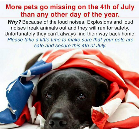 karenaspwriter's tweet image. A little PSA for all of you with companion animals and a reminder to keep your animals indoors. The number of lost pets because of #July4thWeekend is staggering.

And for all of you who shoot off fireworks, please stop.