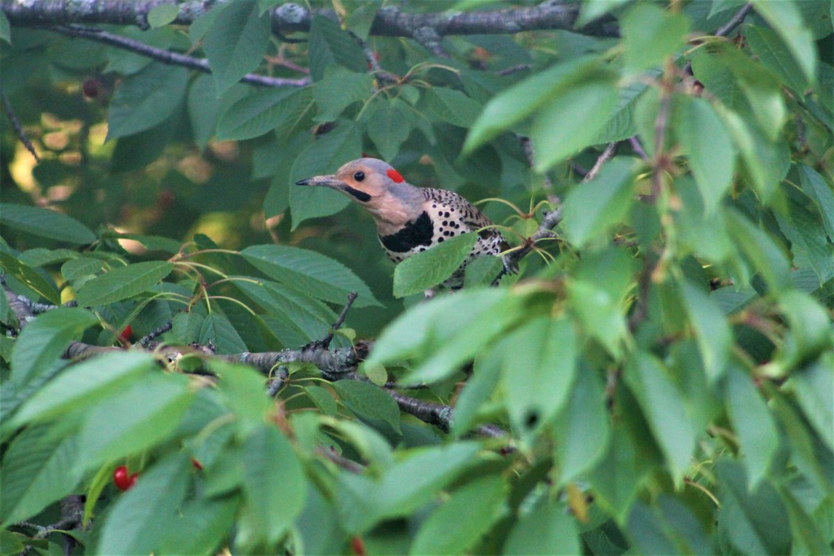 A Northern Flicker in our cherry tree tonight 😊