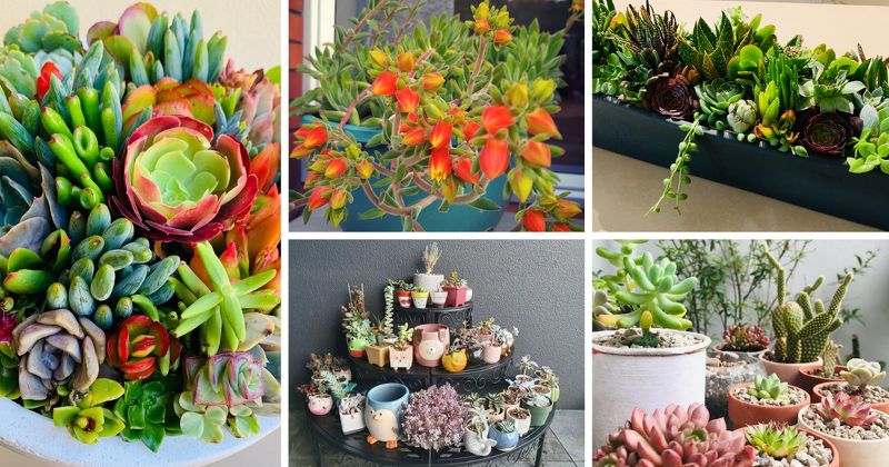 Succulents have become an exceedingly popular choice among plant enthusiasts and beginner gardeners alike. These versatile plants add a touch of nature’s elegance to any outdoor space, with their vast variety of shapes, sizes, and colors.

asucculent.com/how-to-care-fo…