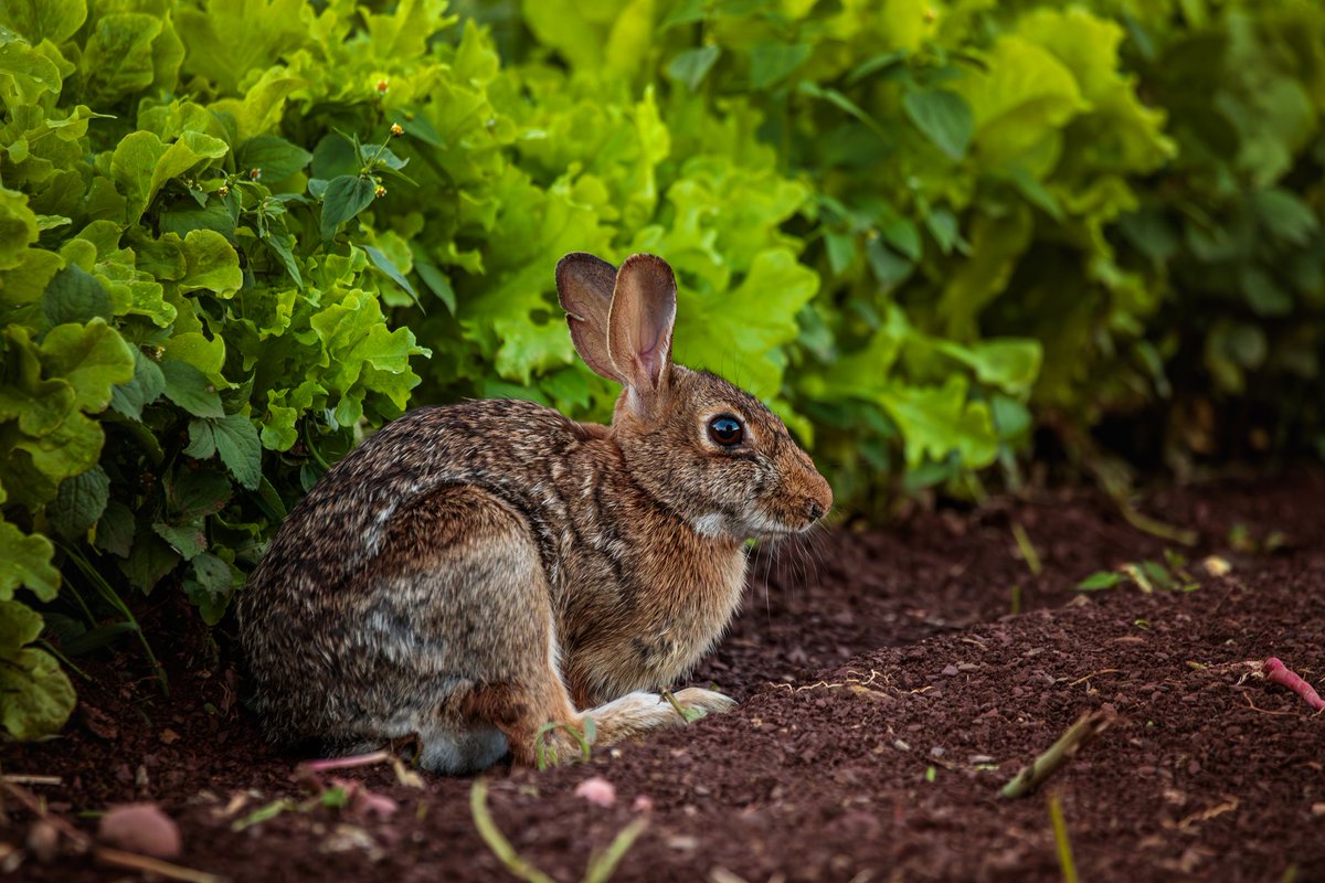 A little rabbit visited my lettuce patch last evening!

Photographed with a Canon 5D Mark IV & 100-400 f/4.5-5.6L lens.

#nature #wildlife #garden #rabbit #teamcanon #canonusa #canonfavpic