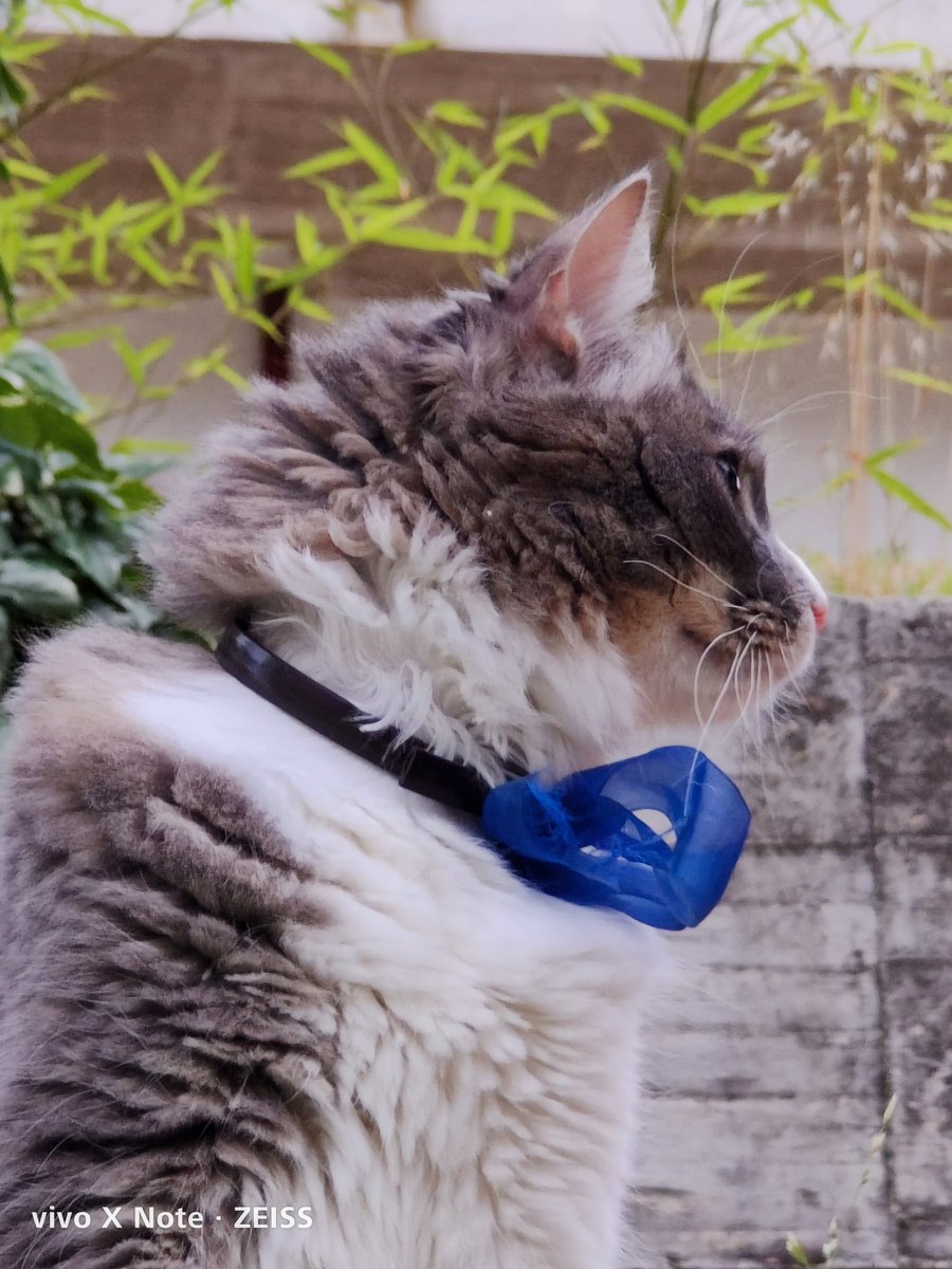 fabrizio_degni's tweet image. A couples of shots taken with the #VIVO X Note to Jack.
I'd like to have the same #watermark of the X90Pro+ with the #EXIF data in the meanwhile I confirm the 5x lens for the shots.
Quality isn't excellent: Jack isn't sharp and detailed as expected.

#vivoxnote #cats #camera