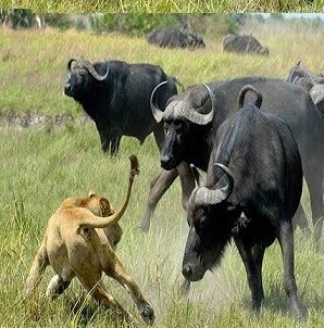 मुसीबत का सामना...

जंगली भैंसों का एक झुण्ड जंगल में घूम रहा था , तभी एक  बछड़े (पाड़ा) ने पुछा , ” पिताजी, क्या इस जंगल में ऐसी कोई चीज है जिससे डरने की ज़रुरत है ?”