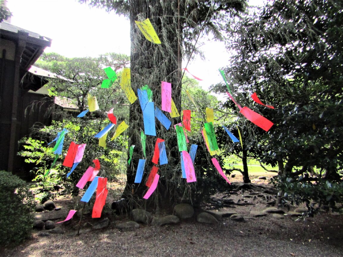 TonogayatoTeien's tweet photo. Please take part in #Tanabata, or #StarFestival at #TonogayatoGardens and make a wish upon a star – write your wishes on “tanzaku” and hang it on a bamboo over a period thru July 7th.

The flowers of #GoldenRayedLily, or #LiliumAuratum are also waiting for you!

#殿ヶ谷戸庭園 https://t.co/ZD0F04TO4h