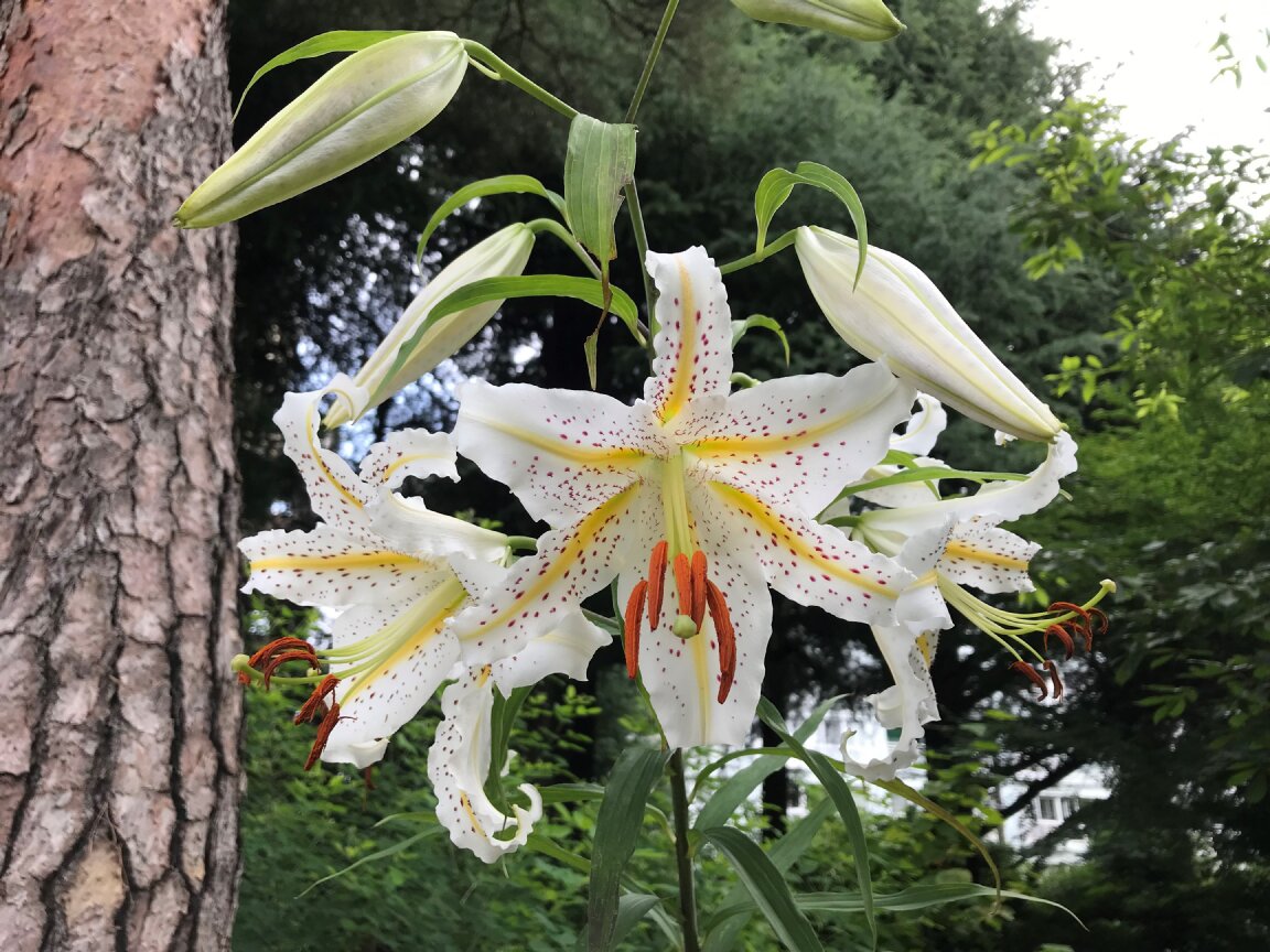 TonogayatoTeien's tweet photo. Please take part in #Tanabata, or #StarFestival at #TonogayatoGardens and make a wish upon a star – write your wishes on “tanzaku” and hang it on a bamboo over a period thru July 7th.

The flowers of #GoldenRayedLily, or #LiliumAuratum are also waiting for you!

#殿ヶ谷戸庭園 https://t.co/ZD0F04TO4h