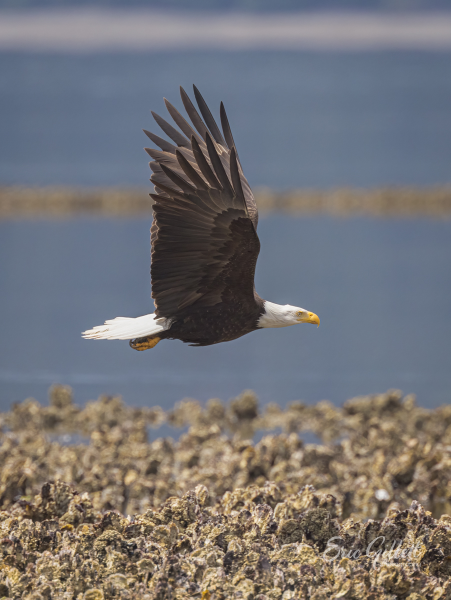 An appropriate bird for #IndependenceDay‼️ Bald Eagle 🦅 #FourthofJuly #birdphotography