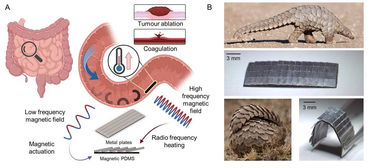 talius's tweet photo. Scientists develop #Magnetically Controlled #Soft #Medical #Robot inspired by the #Pangolin
Researchers developed a flexible robot with soft & hard components that can become a sphere fast. It can also emit heat as needed for med applications https://t.co/cYOTrbJFnk https://t.co/nR3IhMhuHQ