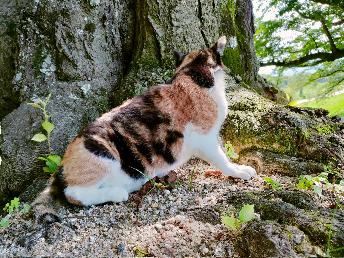 work_in_park's tweet photo. 耳が三角にカットされてるので去勢済み野良猫？ https://t.co/91JarU3e4O