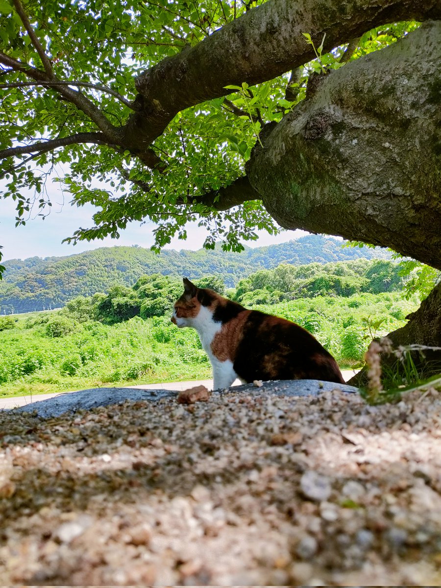 work_in_park's tweet photo. 耳が三角にカットされてるので去勢済み野良猫？ https://t.co/91JarU3e4O