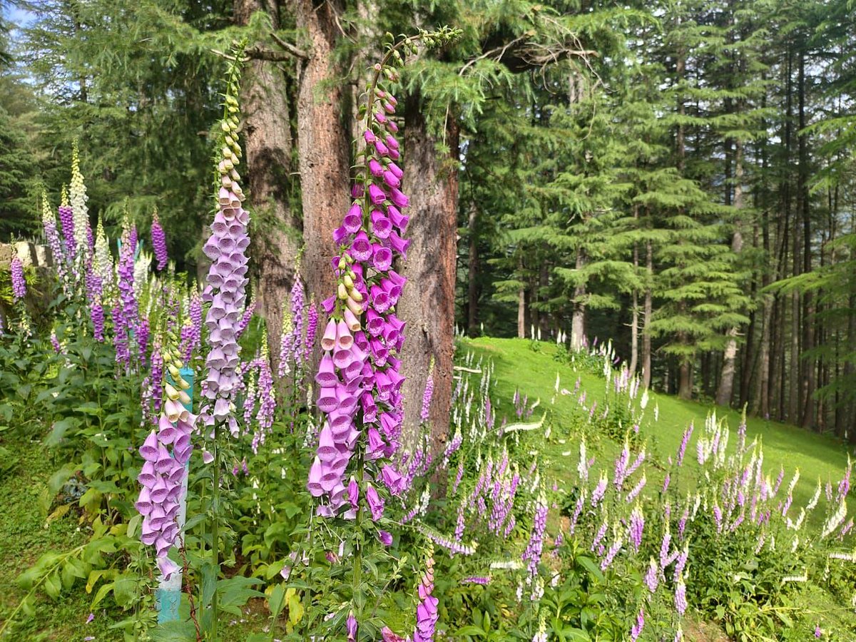 #Bhaderwah in district #Doda, the birthplace of #PurpleRevolution, turns into a major tourist destination as 1.12 lakh tourists arrive here in the month of June alone. #LavenderFestival was also held here in June.