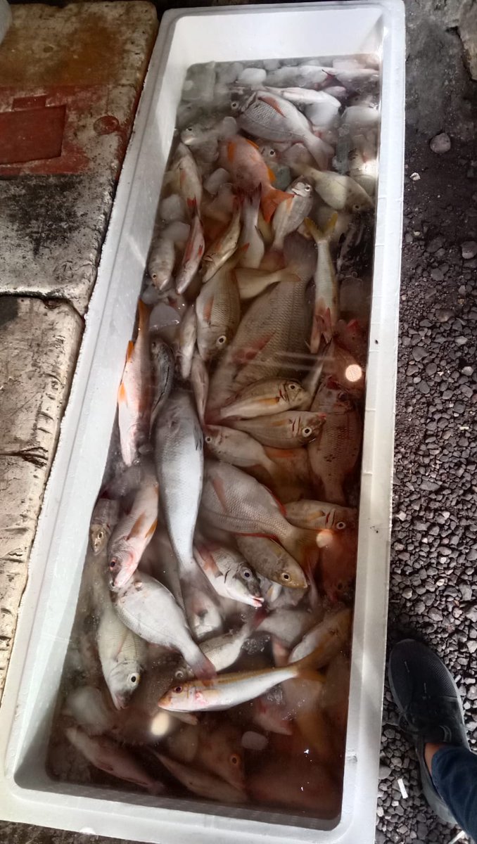 AgavitusN's tweet photo. Jumad,16 Juni 2023,Agavitus Namang Jawa,kegiatan pendataan produksi di KUB Sumber Rejeki Desa Nangahale,Kec.Talibura,ikan dasar sebanyak 70Kg dengan harga Rp.25.000/Kg.
#GiatLuhkanSatminkalGondol
#Sikka
#Luhlapor
@kkpgoid https://t.co/95wQhq4wBh