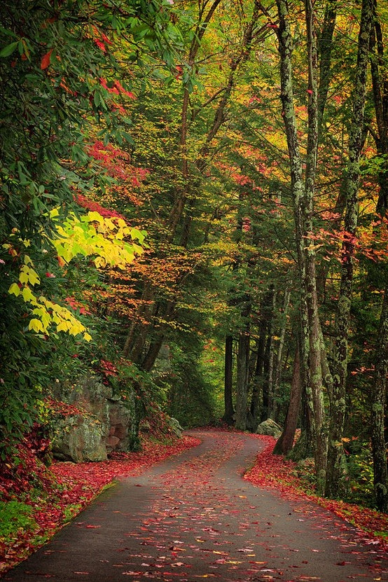 Forest Path, Smokey Mountains, Tennessee #ForestPath #SmokeyMountains #Tennessee anthonykeller.com