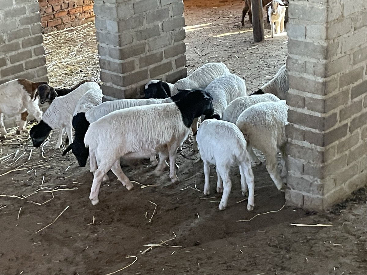 ScrubbsFarm's tweet image. Feeding the goat and sheep kids with creep feed. Creep feed helps to transition the young animal’s rumen to eat pasture at a much young age allows them to grow a lot faster. This increases their ability to reach target weights faster and reduces the strain on their mothers.