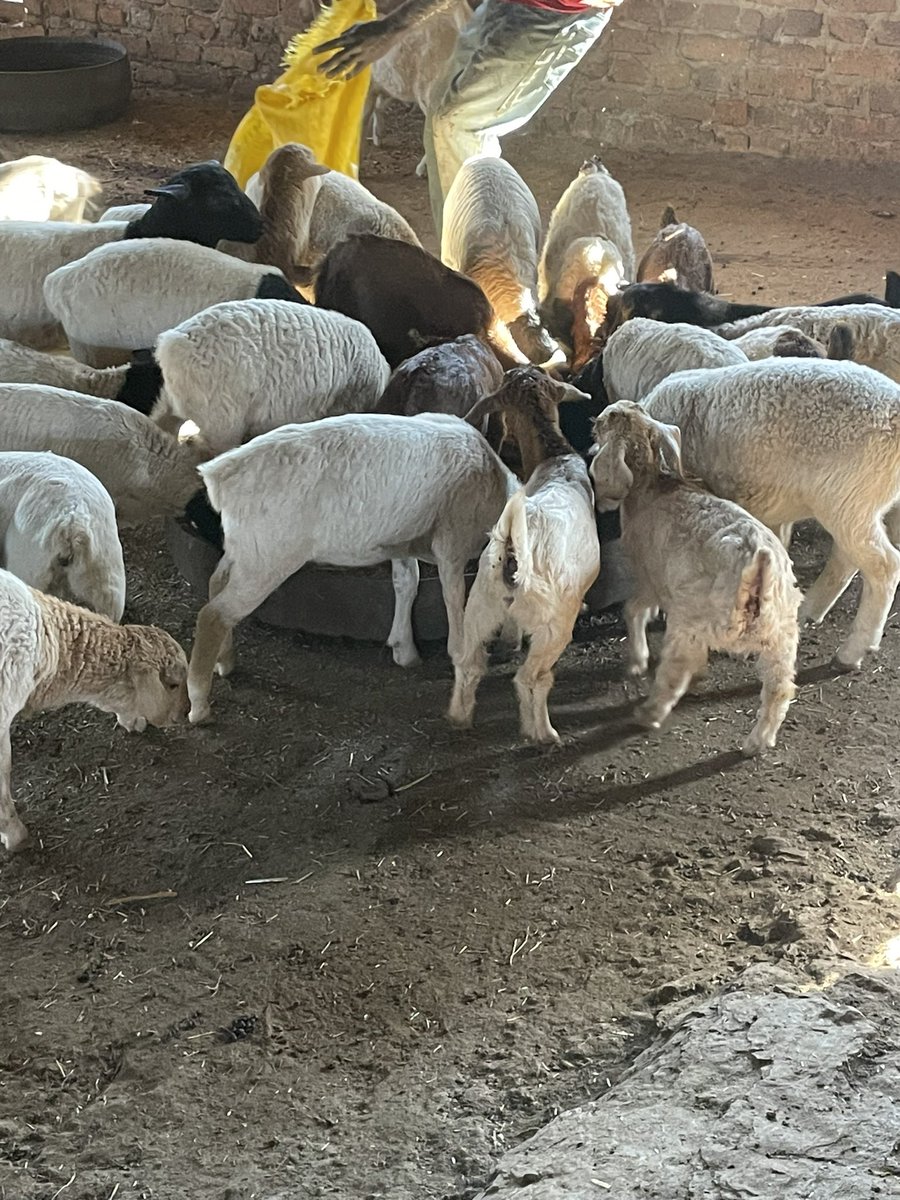 ScrubbsFarm's tweet image. Feeding the goat and sheep kids with creep feed. Creep feed helps to transition the young animal’s rumen to eat pasture at a much young age allows them to grow a lot faster. This increases their ability to reach target weights faster and reduces the strain on their mothers.