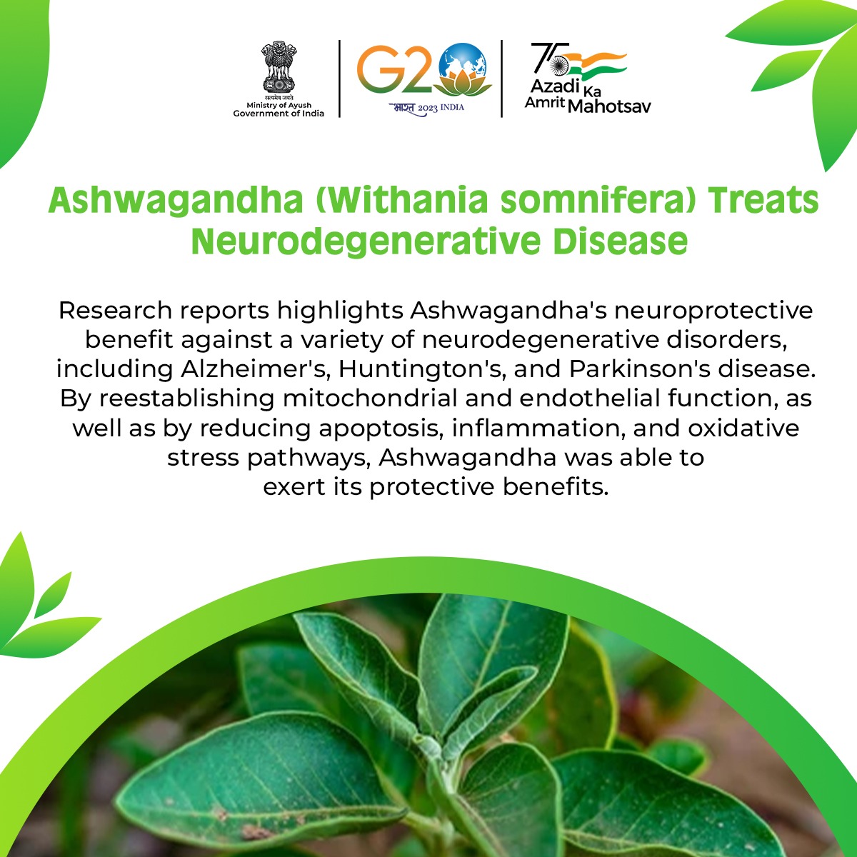 The Ashwagandha plant contains active phytoconstituents in its roots that  are traditionally used to treat a variety of brain problems. These  phytoconstituents include withanolides, alkaloids, and sitoindosides.  @MIB_India