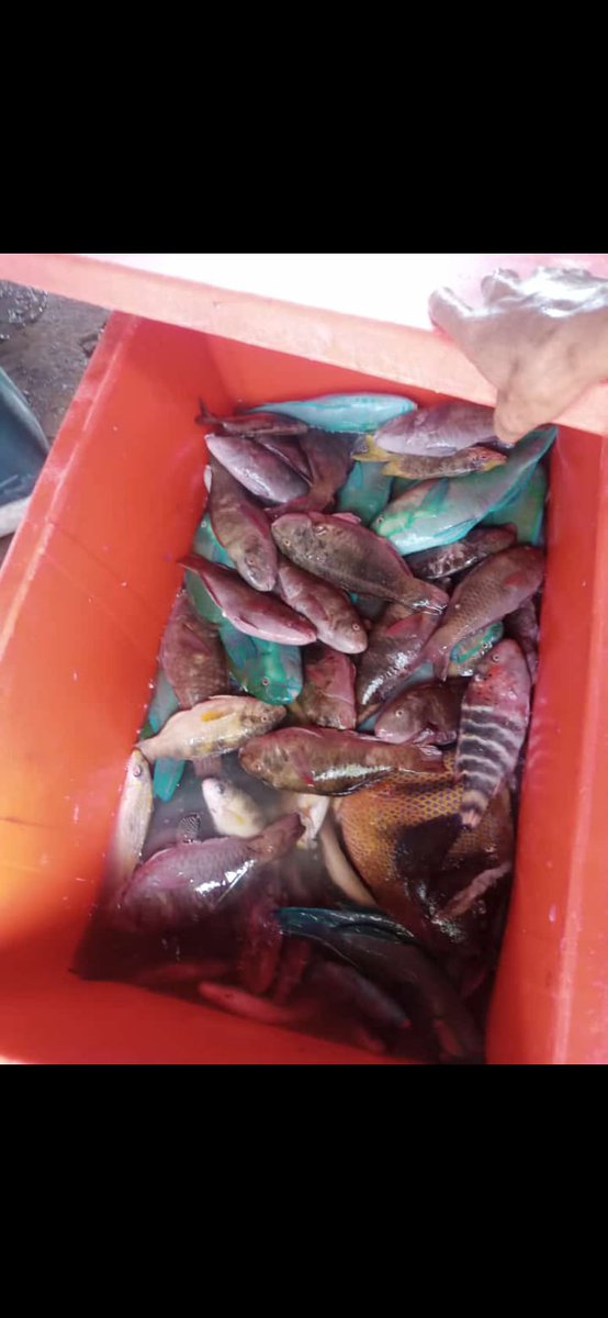 AgavitusN's tweet photo. Senin,26 Juni 2023,Agavitus Namang Jawa,kegiatan pendataan produksi di KUB Kakatua, Desa Nangahale, Kec.Talibura, ikan dasar sebanyak 50Kg dengan harga Rp.20.000/Kg.
#GiatLuhkanSatminkalGondol
#Sikka
#Luhlapor
@kkpgoid https://t.co/K9jm1UslSa